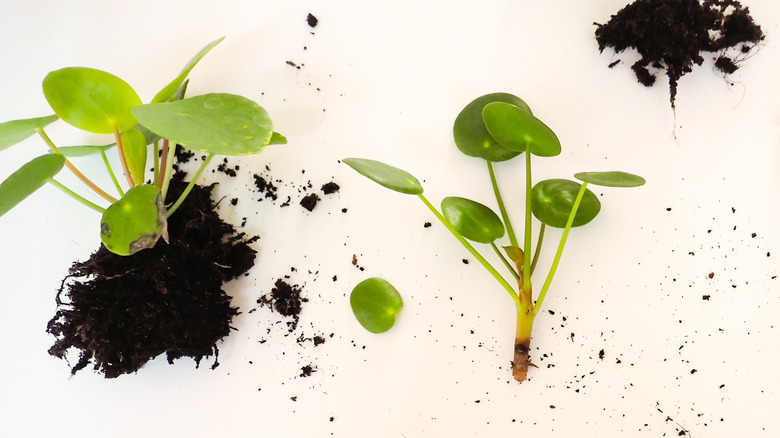 Pilea peperomioides cuttings