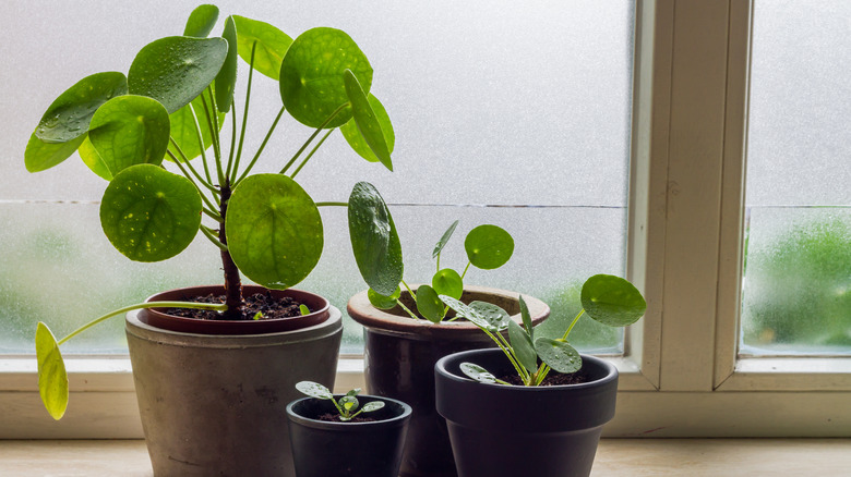 Four potted pilea peperomioides