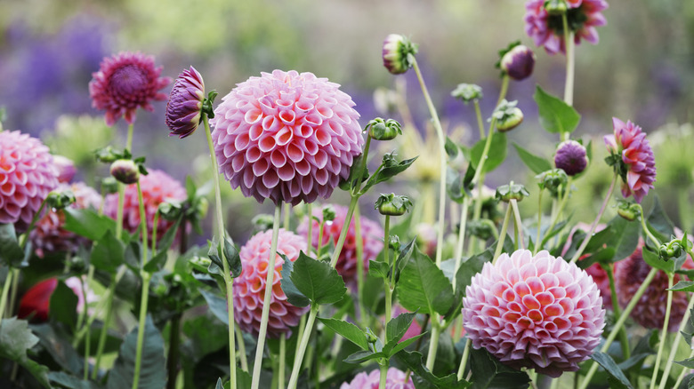 Pink dahlias growing outside