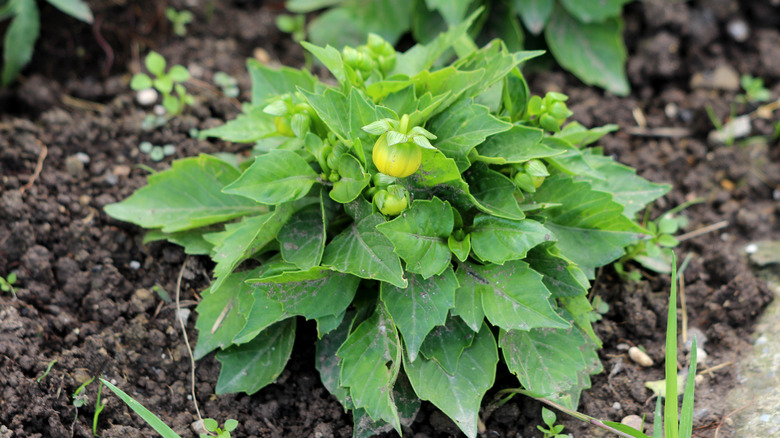 Young dahlia plant with buds