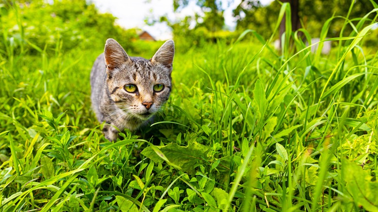 Cat in long grass