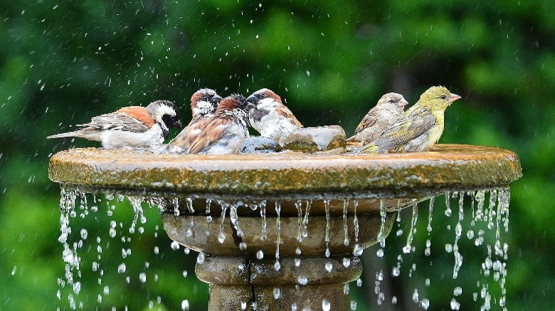 birds bathing in a birdbath