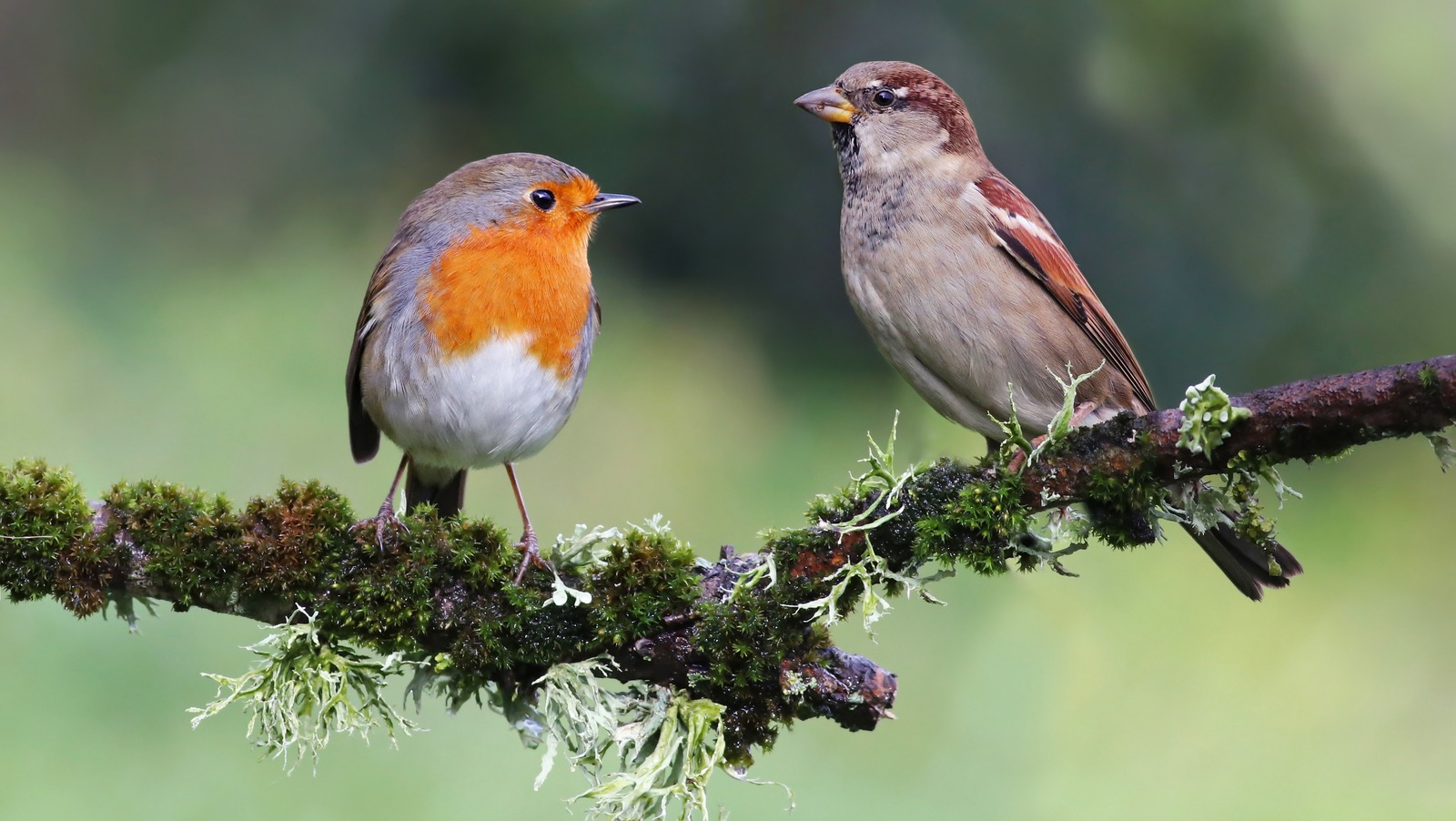 Pinterest's Clever Shovel Upcycle Will Bring Wildlife To Your Yard In ...