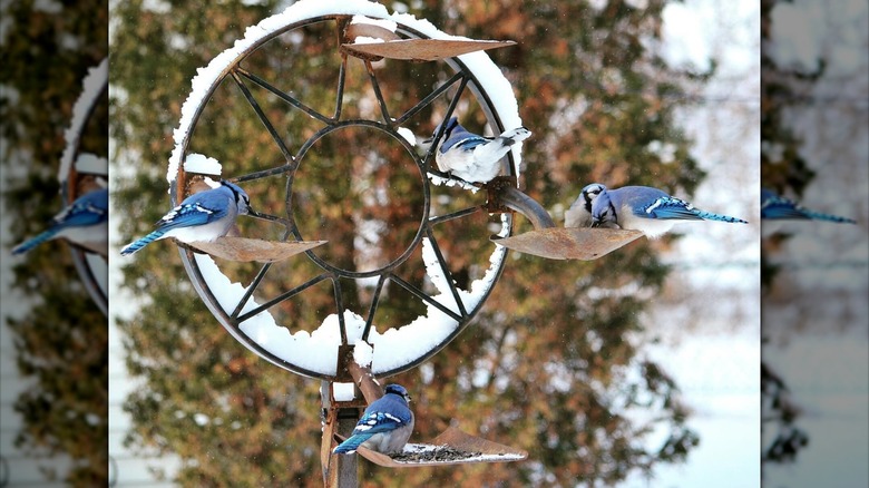 shovel bird feeder in winter