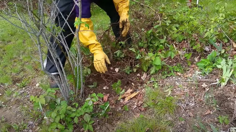 uprooting poison ivy 