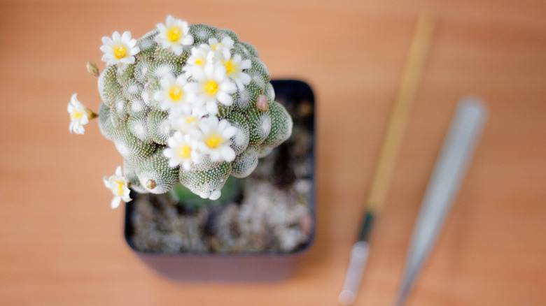 Blossfeldia Liliputana succulent bloom tiny