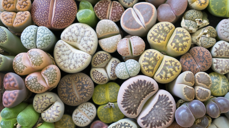 mini living stone succulents color