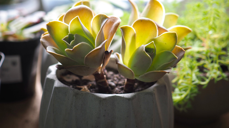 mountain rose succulent mini pot