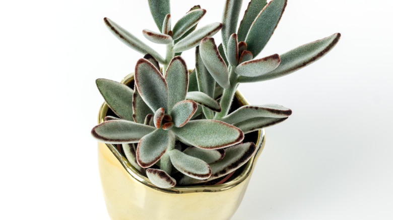 panda plant succulent kalanchoe tomentosa