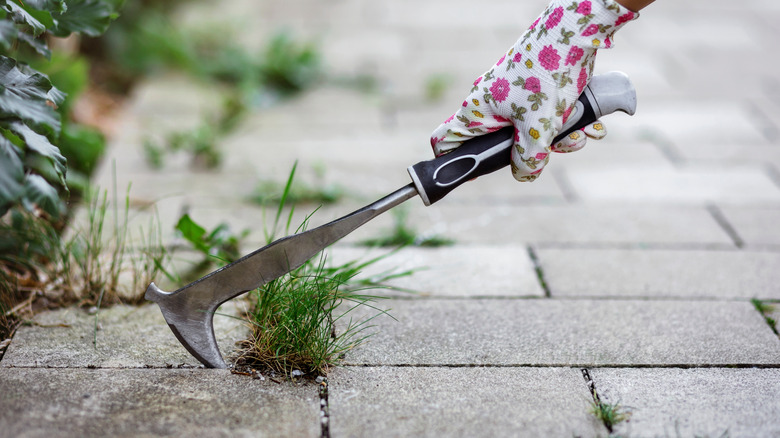 A person weeding a paver patio