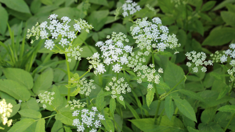 Bishop's weed with green leaves and white flowers growing in garden