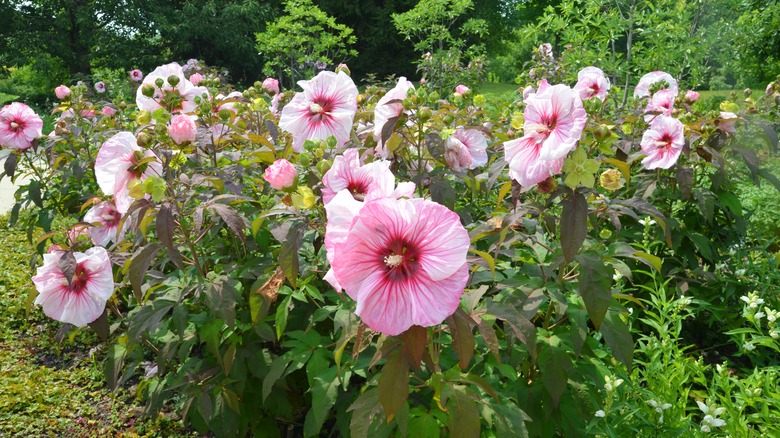 pink hibiscus blooming