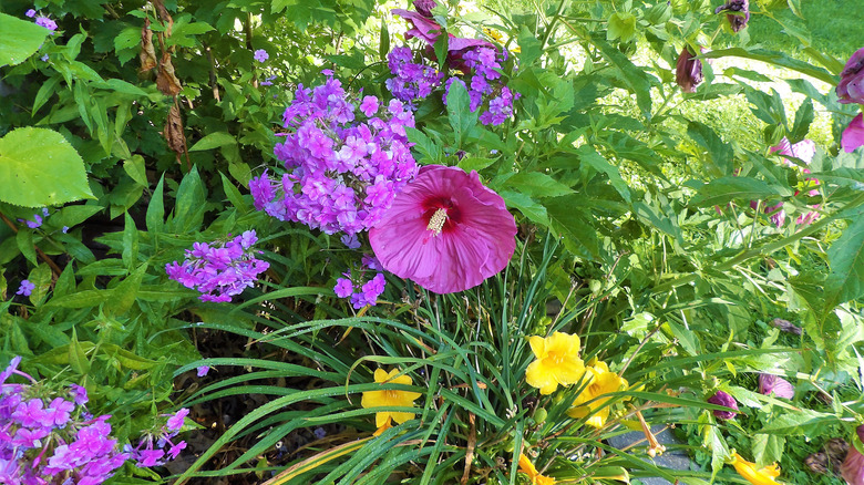 daylilies hibiscus and phlox plants