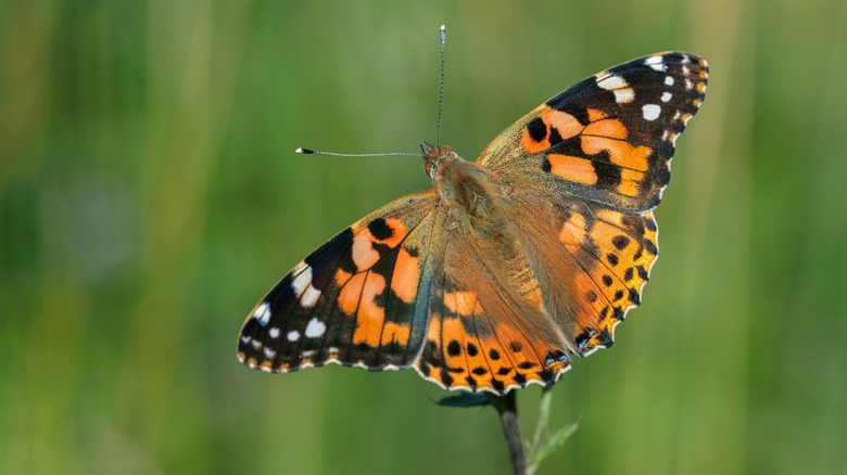 painted lady butterfly