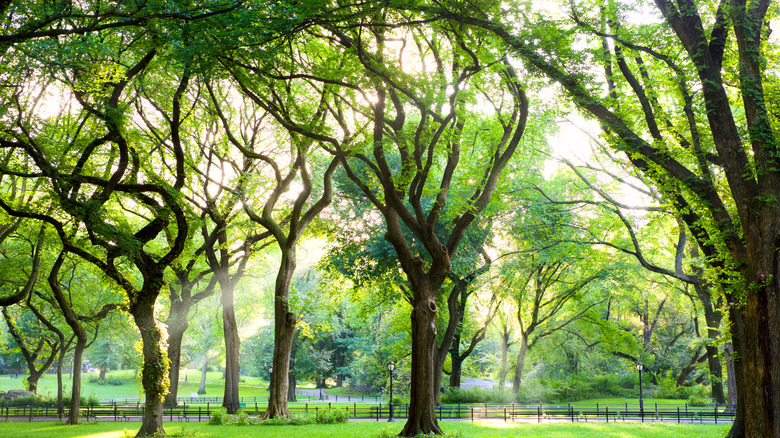 American elms Central Park