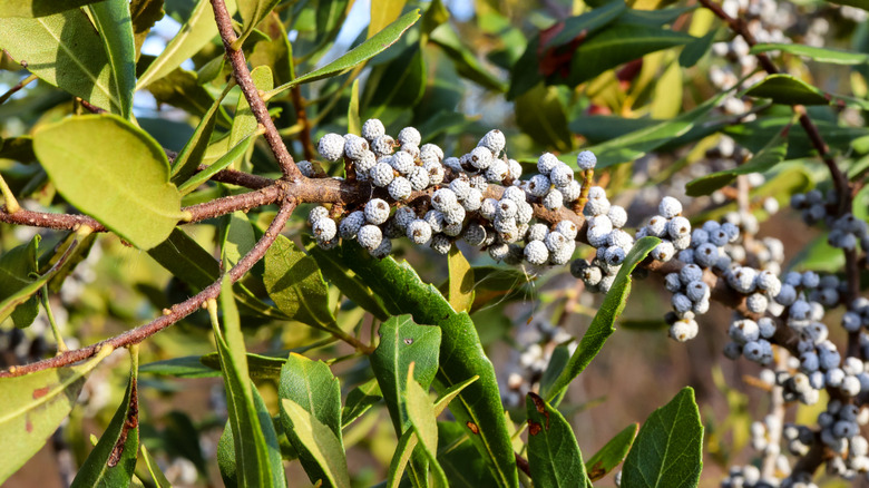 Wax myrtle berries growing on an outdoor shrub