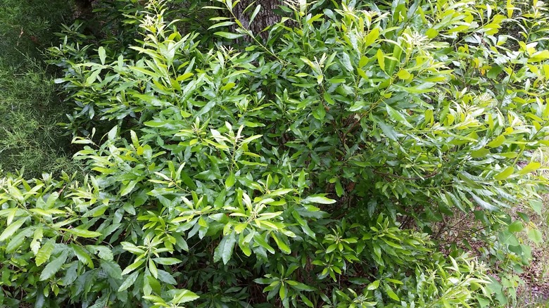 A wax myrtle shrub growing in a landscape.