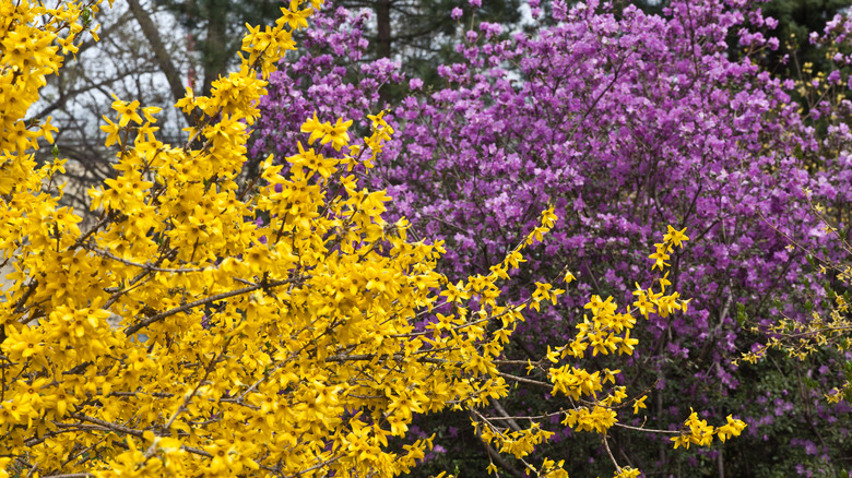 Lilac and forsythia