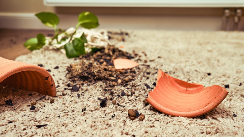 Broken planter on soiled carpet