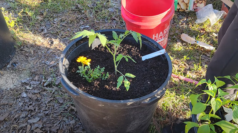 marigold and tomato in pot