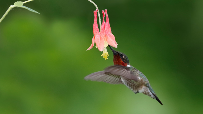 hummingbird feeding on columbine bloom