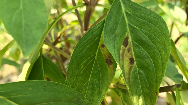 Basil with downy mildew