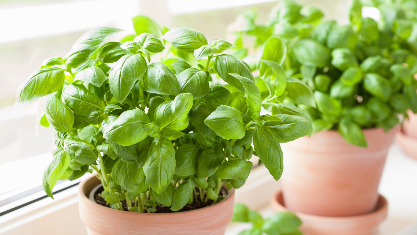 Plant Rescue What Downy Mildew On Basil Looks Like And How To Save It