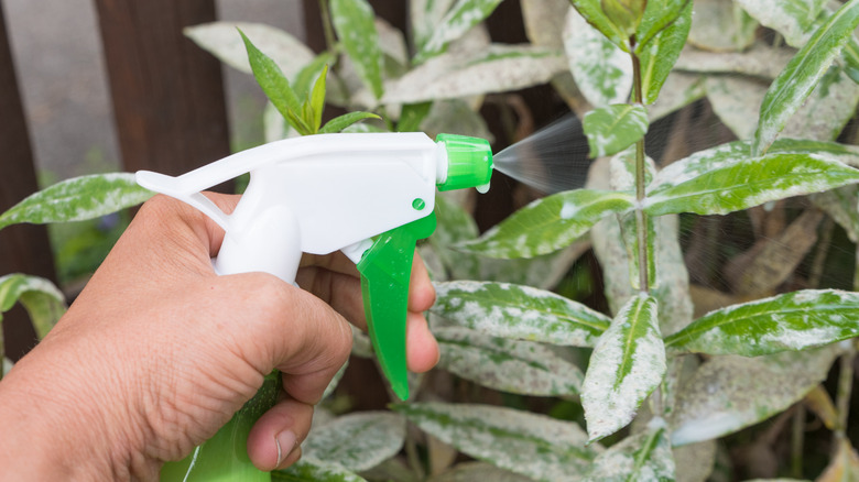 Spraying fungicide on phlox foliage