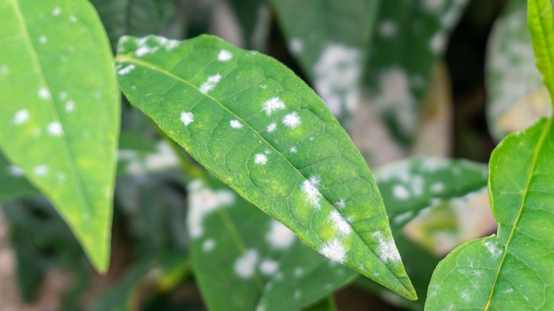 Powdery mildew on phlox leaves