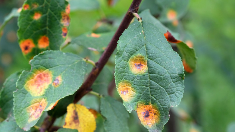 Leaf with rust spots