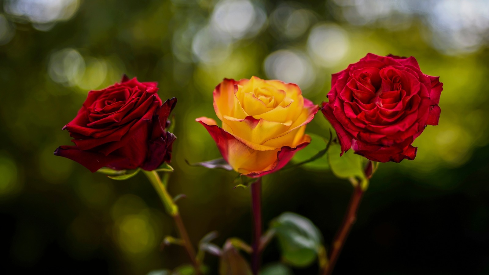 plant-rescue-what-rust-on-roses-looks-like-and-how-to-save-them