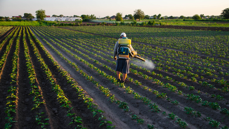 spraying fungicide