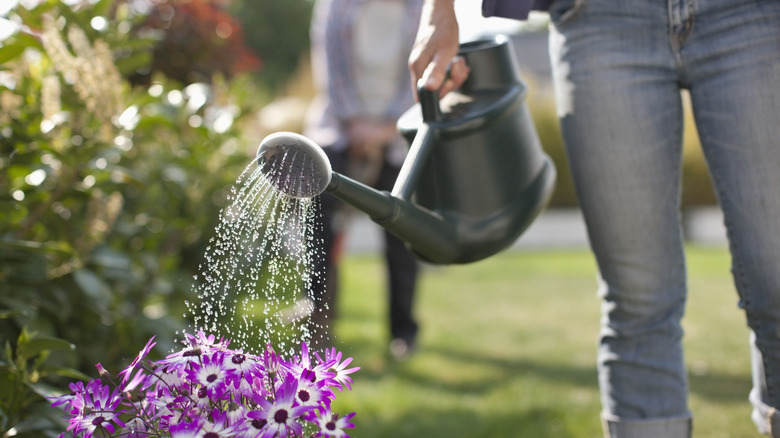 watering flowers