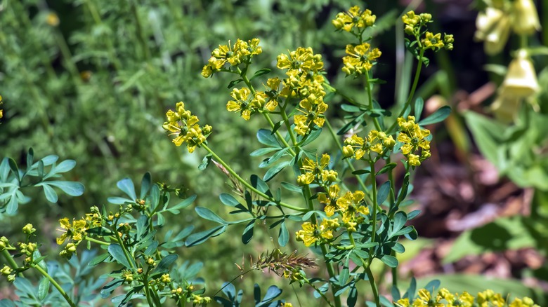 flowering rue