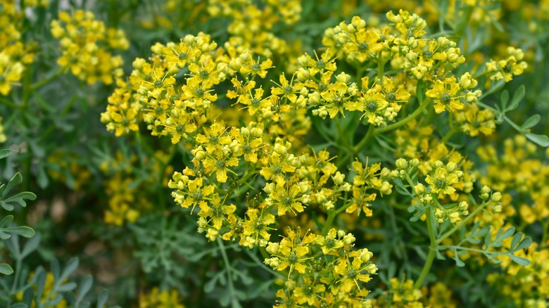 Rue flowering