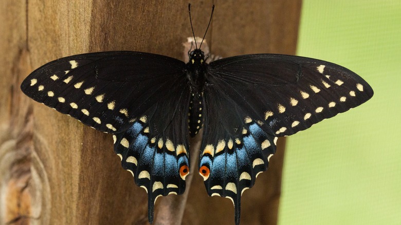 black swallowtail butterfly