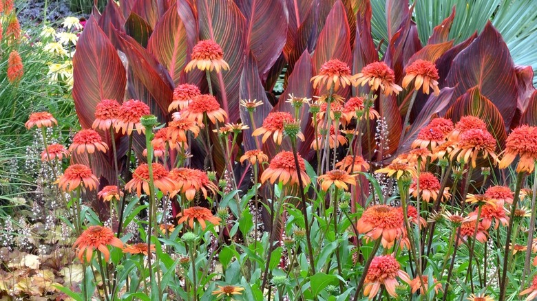 secret lust coneflowers leaves plants