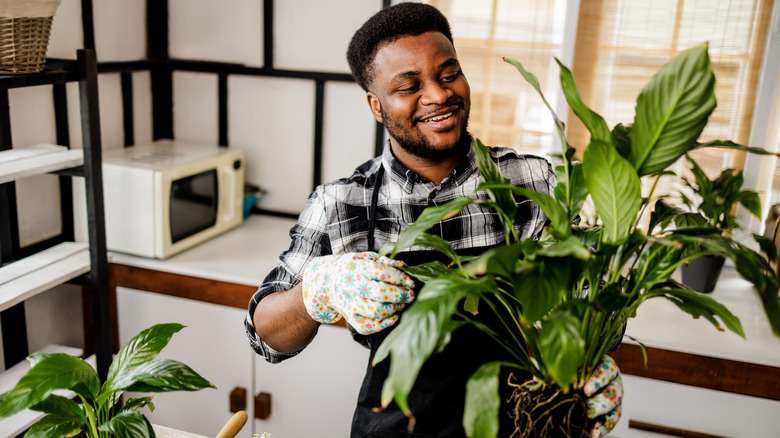 Man caring for houseplant