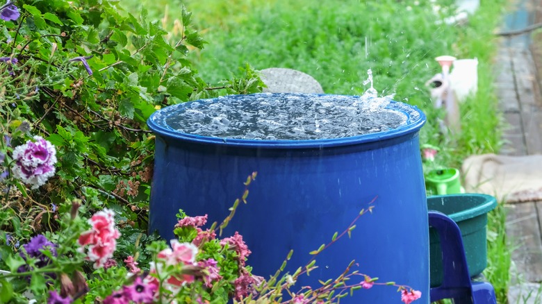 Collecting rainwater in barrel