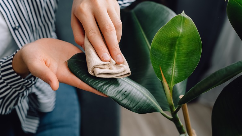 Cleaning dust from leaf