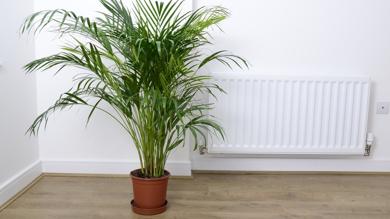 Houseplant near radiator