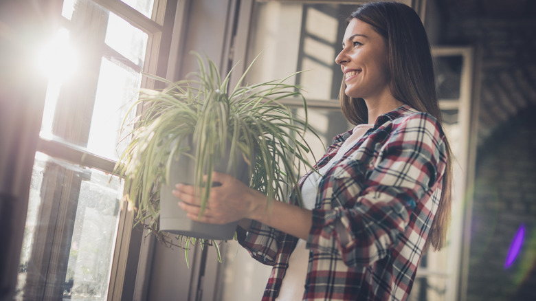 Person holding houseplant near window