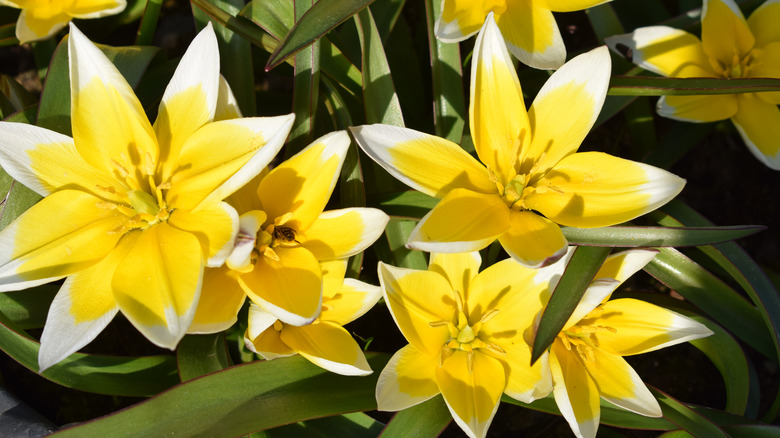 blooming yellow botanical tulips