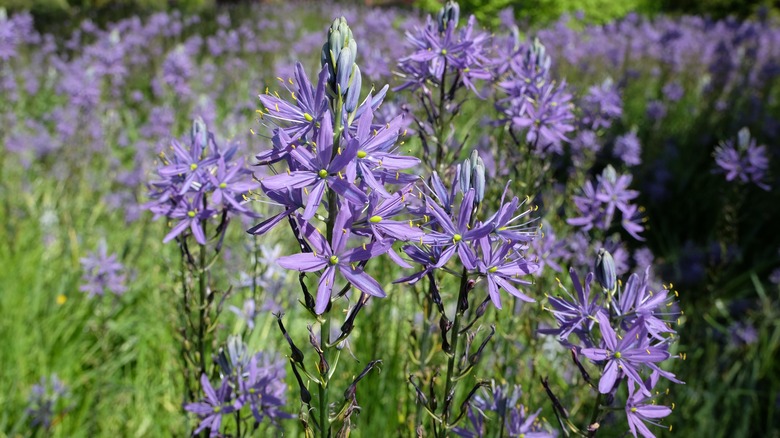 Field of purple camas flowers