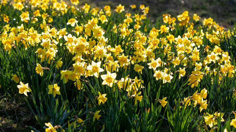 field of yellow wild daffodils