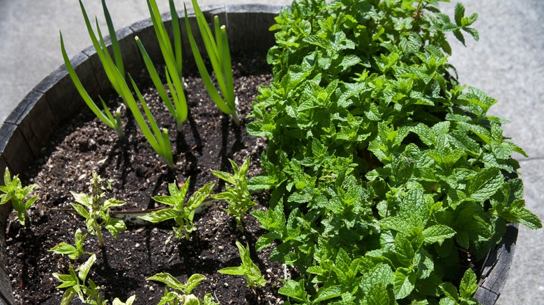 Several herbs planted together in pot outdoors