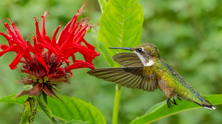 A hummingbird drinking from a scarlet beebalm flower