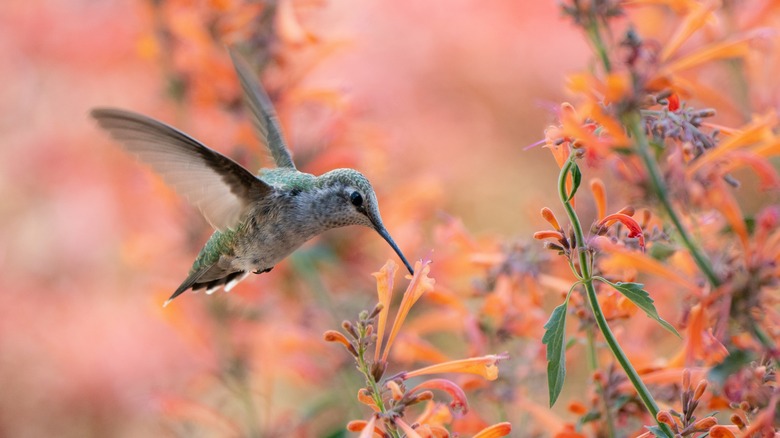 A hummingbird drinking from hummingbird mint