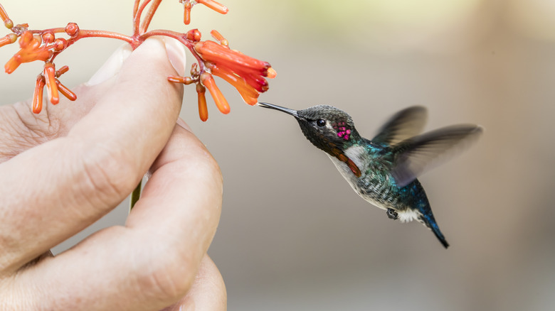 A hummingbird approaching a firebush flower held by a hand