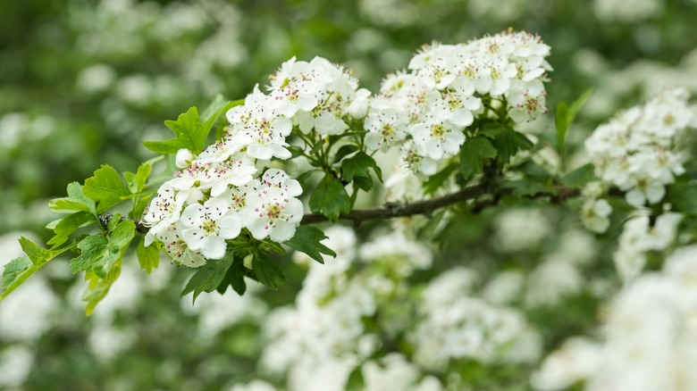 Flowering Hawthorn tree